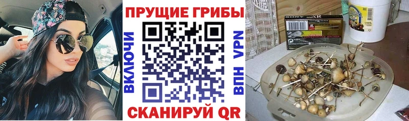 Галлюциногенные грибы GOLDEN TEACHER  Купить где  Алзамай 